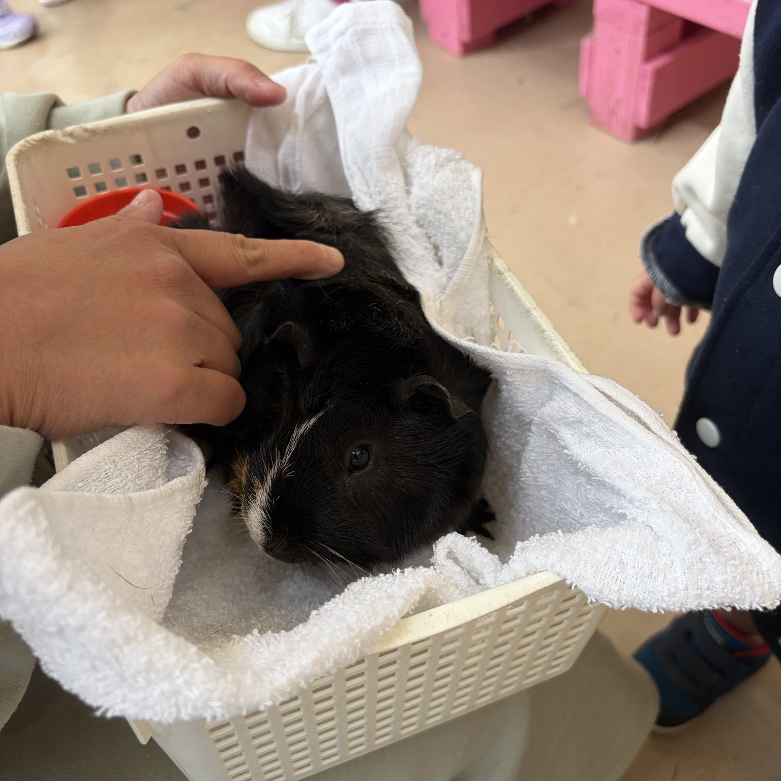 箱に入っているモルモットを触っている画像