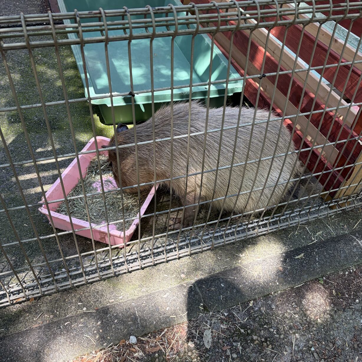 カピバラがごはん(草)を食べている写真