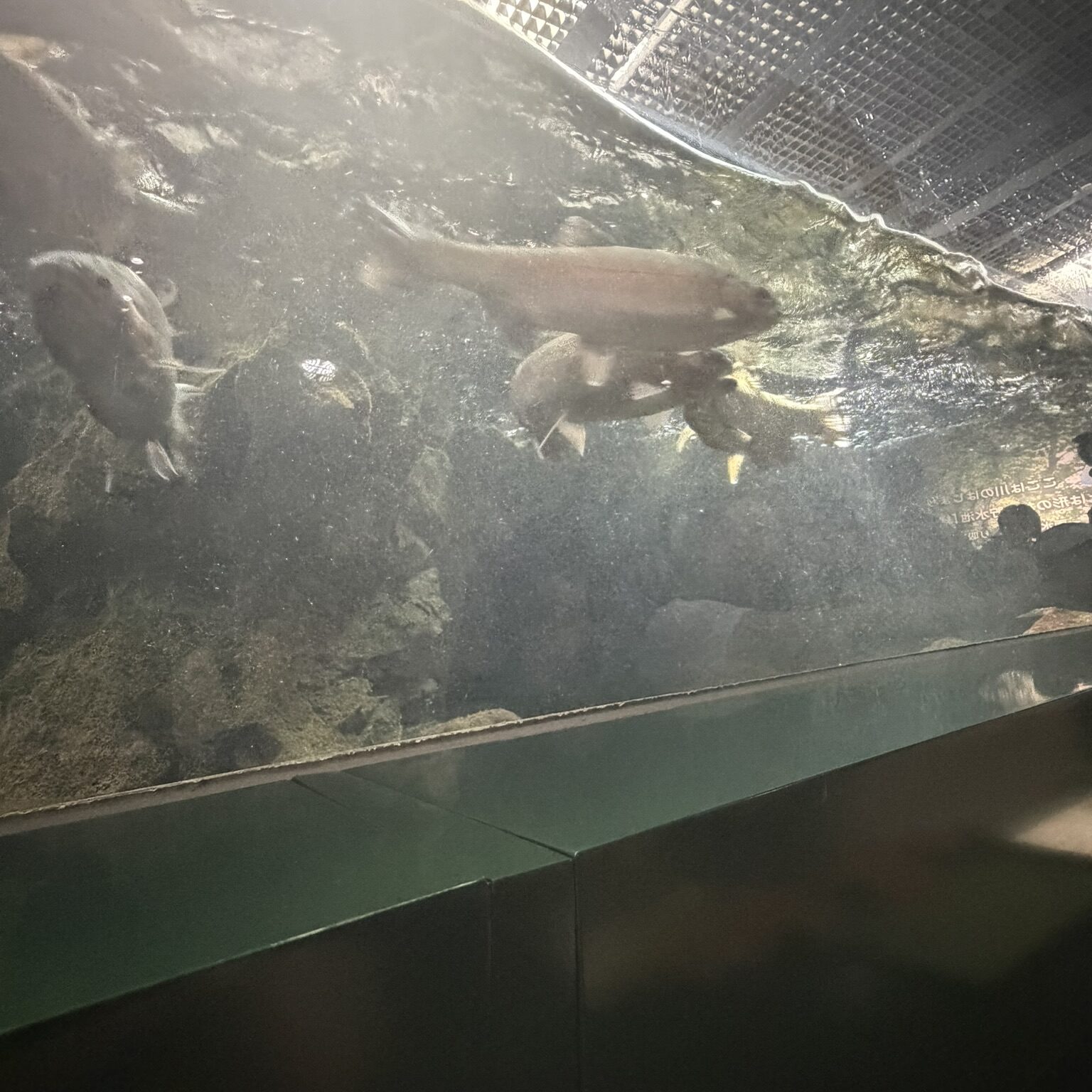 餌をもらっている魚の写真1