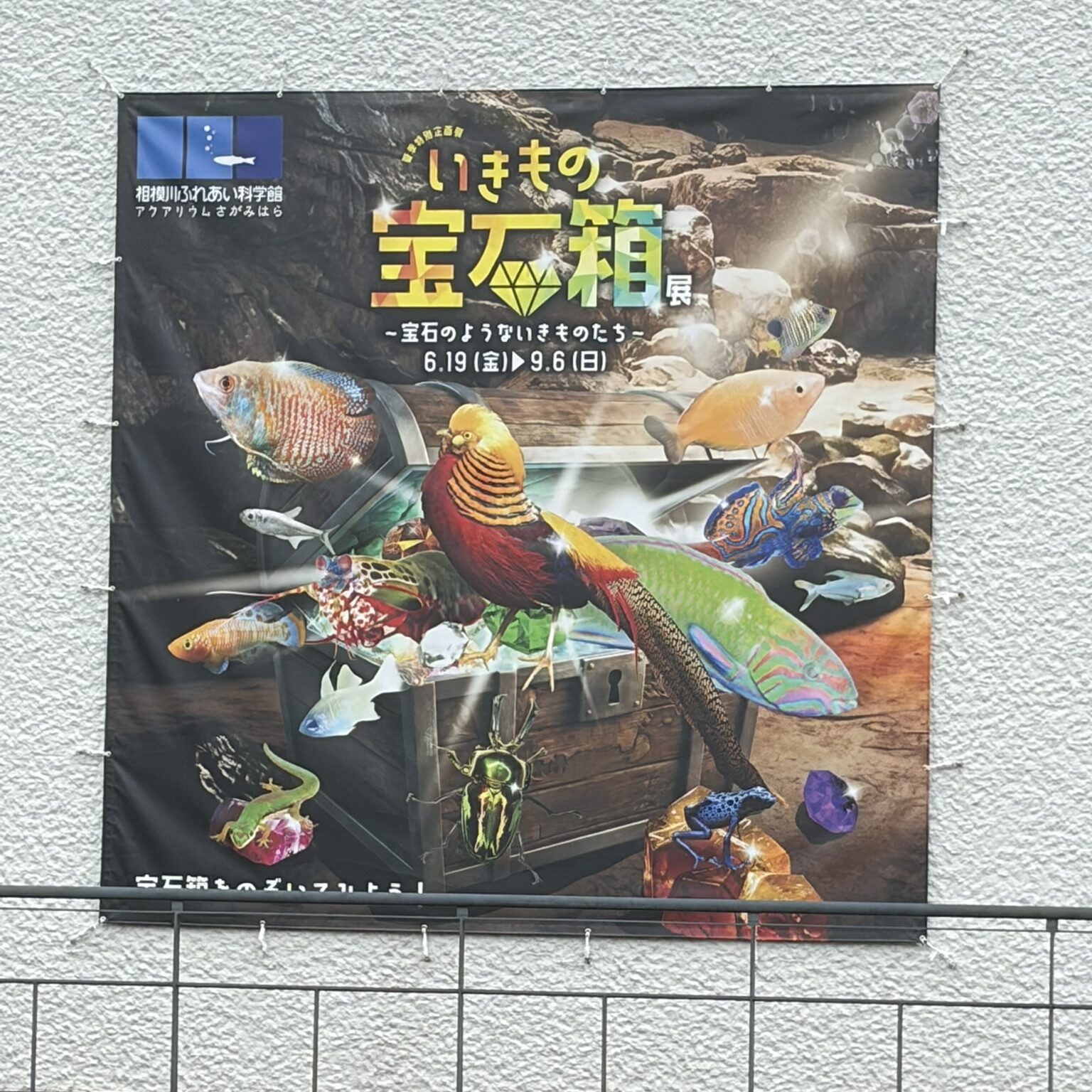 相模川ふれあい科学館の期間限定コーナーのパンフレットの写真