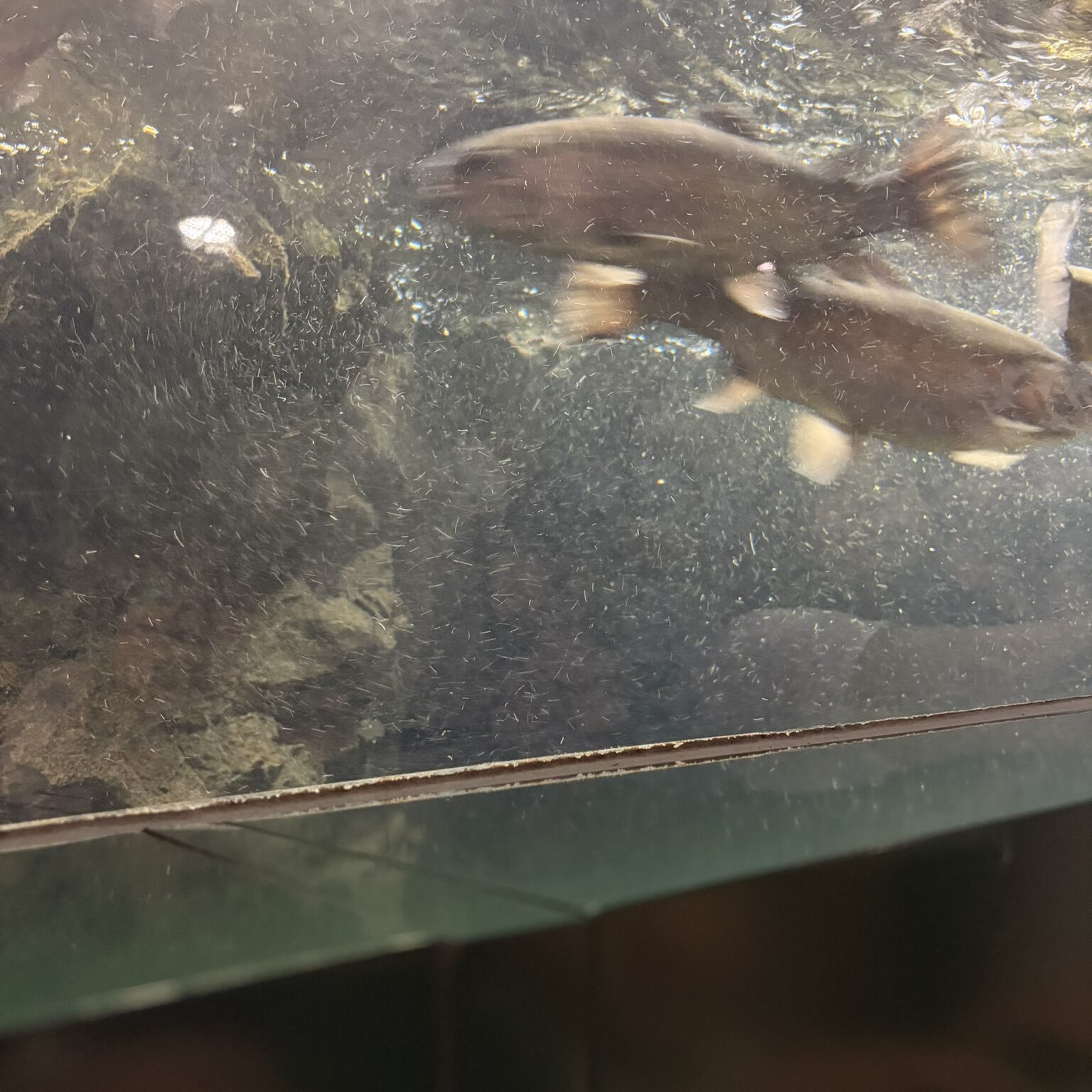 餌をもらっている魚の写真2