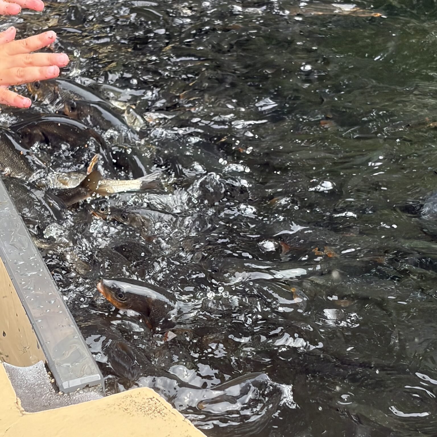 エサを持っている方に魚が群がっている様子の写真