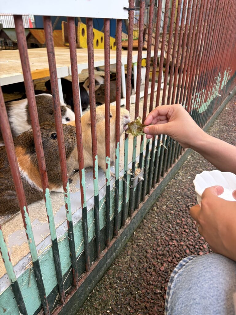 もるもっとに餌をあげている様子
モルモットは4匹