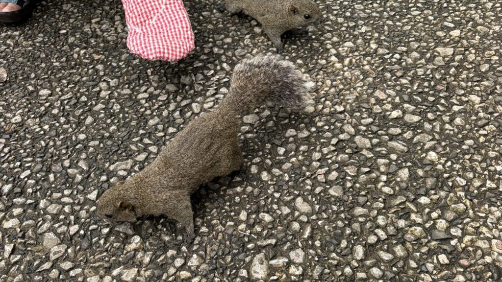 リスに餌を上げている画像