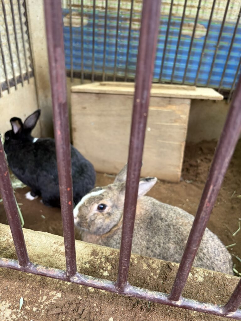 ゲージの中に橙色のうさぎと黒色のうさぎ