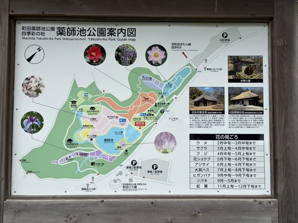 薬師池公園の案内図、花の見どころ時期も記載