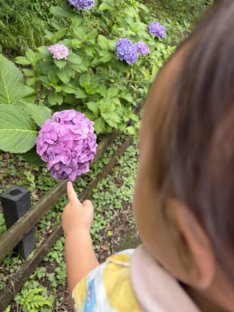 息子があじさいを指で指す写真
